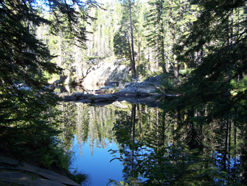 Server during meal time